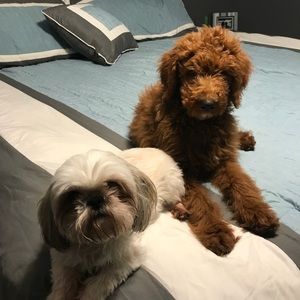 Meet your Posher, Amanda